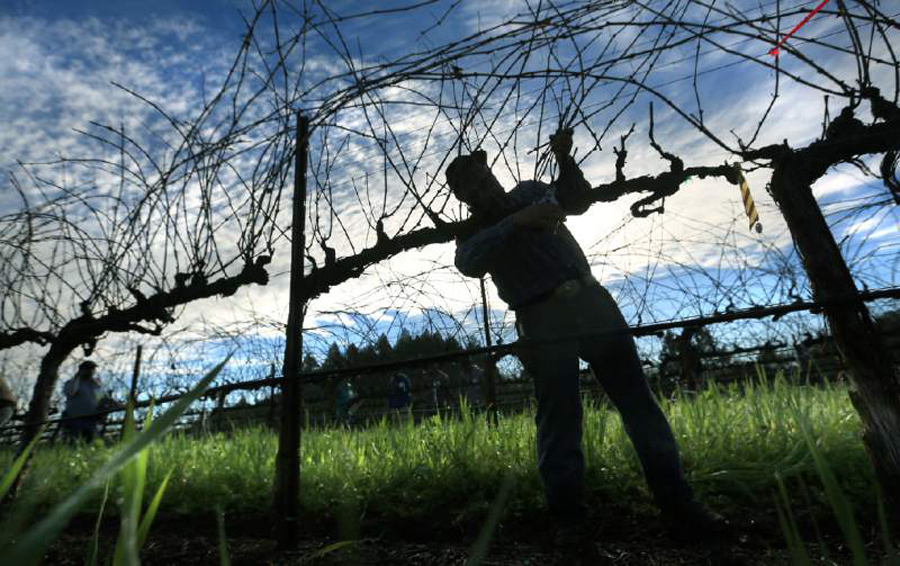 Vineyard working pruning vines