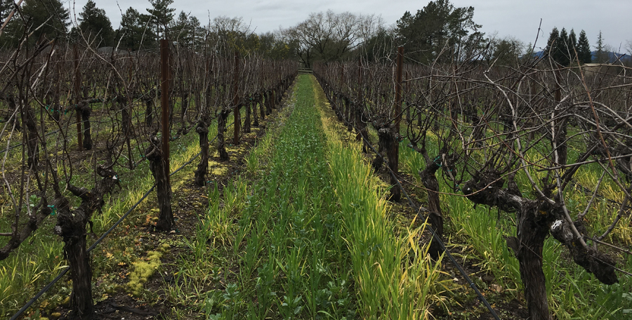The winter cover crop at Tara Bella Vineyards in Sonoma County's Russian River Valley.