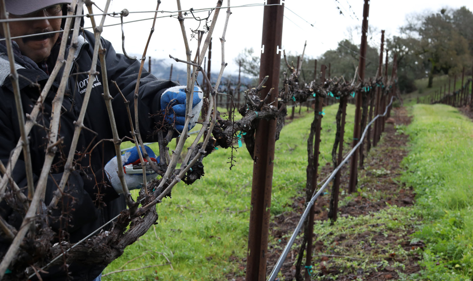 Walking through the vineyard to prune the vines during a soggy winter is easier when the crew can walk on the cover crop.