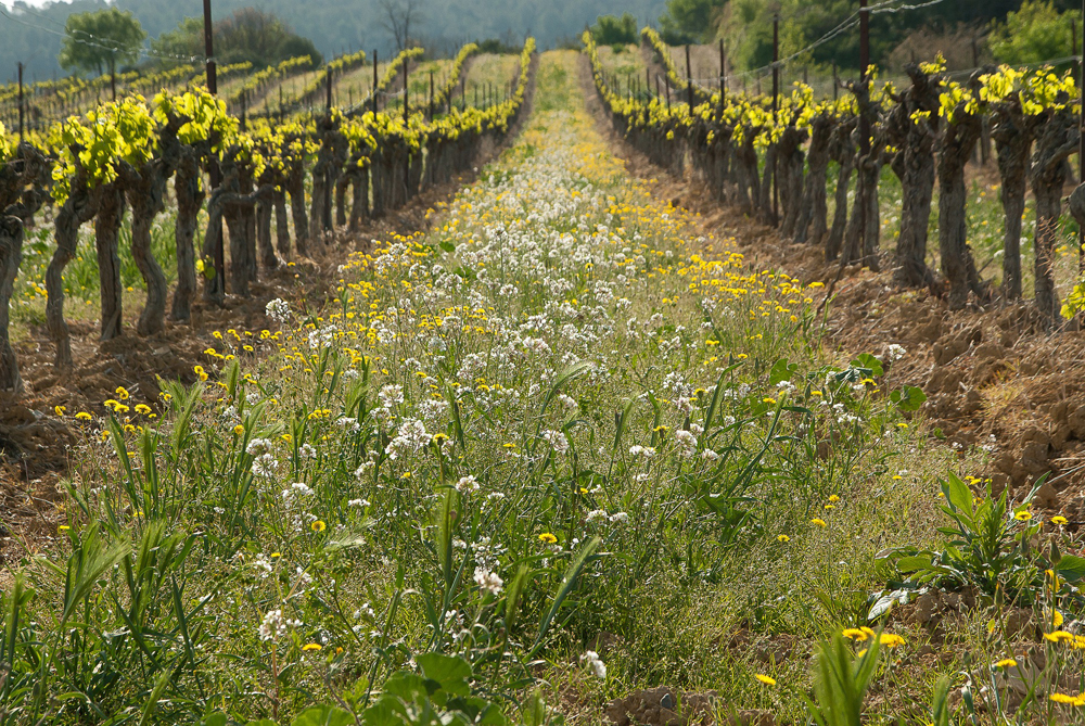 A mixed cover crop blankets the rows between the grapevines.