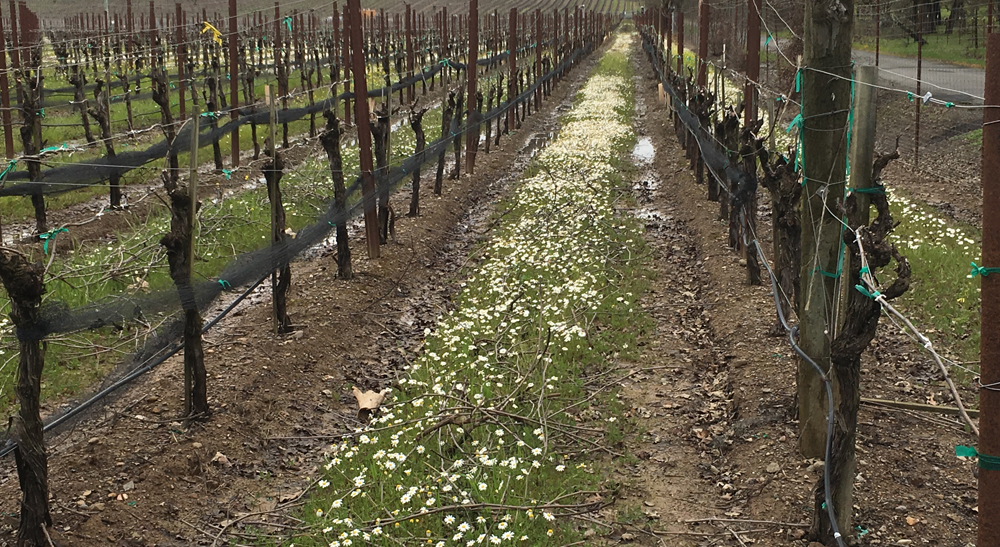 Winter vineyard with a white flower cover crop.