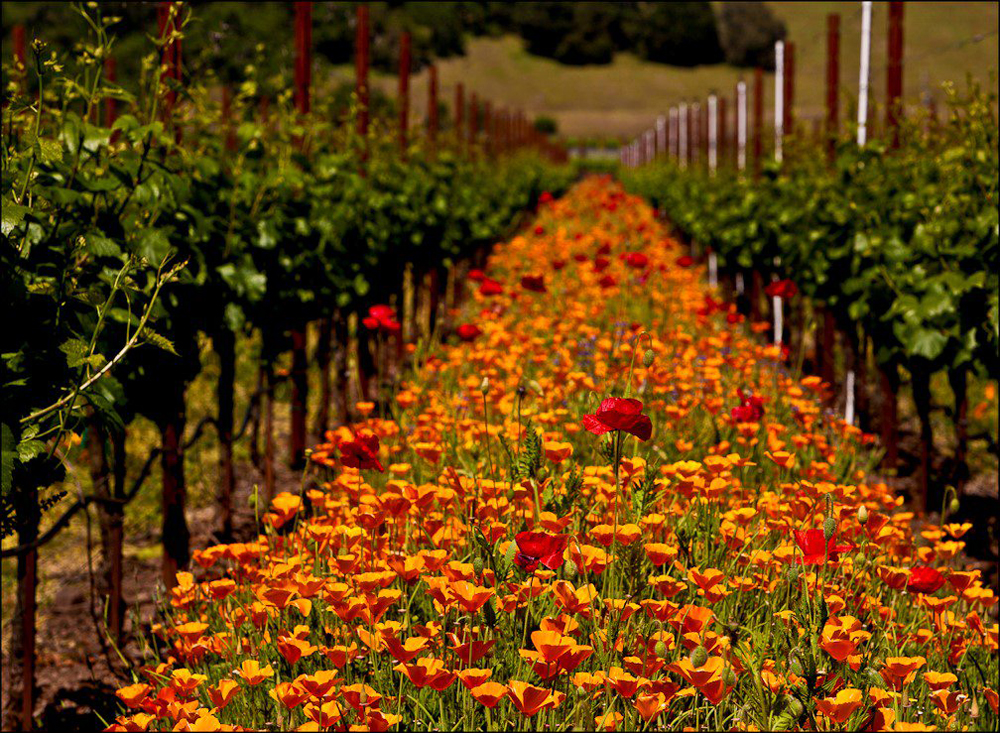 Poppies blanket the rows between the vines to provide a colorful cover crop. Photo from the Sonoma County Winegrowers.