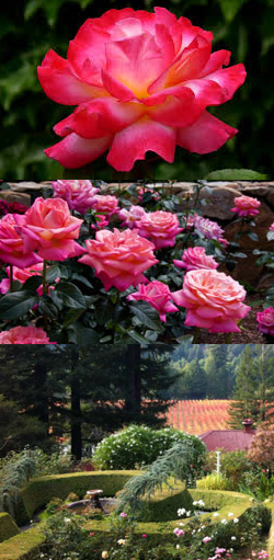 Korbel Winery Antique Rose Garden