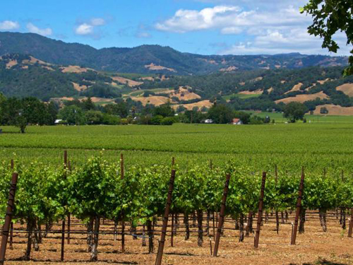 Summer vineyard vista in Sonoma County