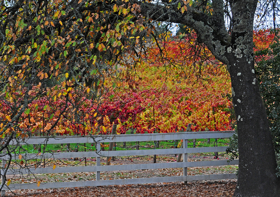 A beautiful fall vineyard scene along the Wine Road.