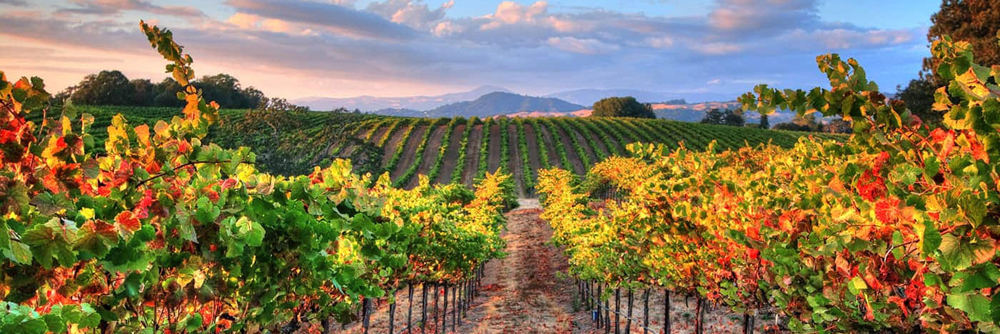 Fall image of vineyards in Sonoma County