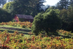 Old barn on a hillside with colorful fall vineyards below