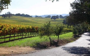 Country road lined by rolling vineyards on the left side.