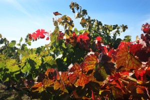 Close-up of a colorful vineyard in autumn