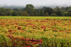 Fall vineyard against the foggy coastal hillside