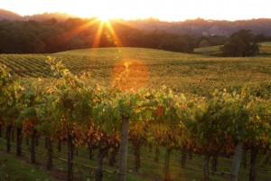 Sunlight streaming into a vineyard near dusk