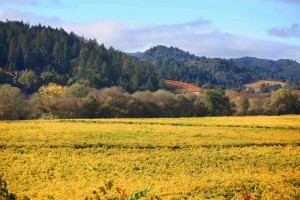 Fall scenery along the Wine Road in Northern Sonoma County