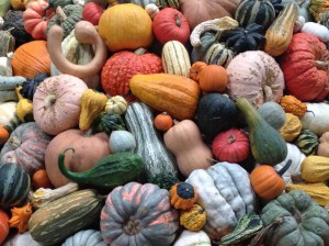 Piles of squash and gourds