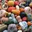 Piles of squash and gourds