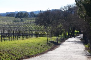 Winter Vineyard Along the Wine Road