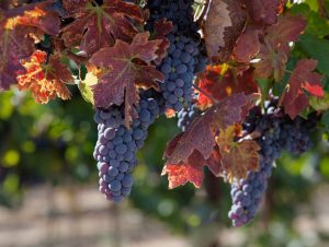 Zinfandel grape clusters on the vine shortly before harvest