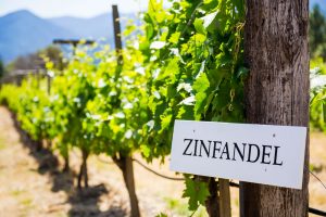Zinfandel sign at the end of a row of vines.