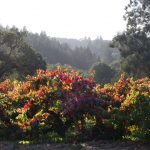 Autumn in Wine Country