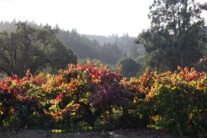 Fall vineyard against the foggy coastal hillside