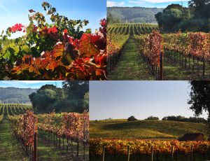 Collage of autumn vineyard vistas