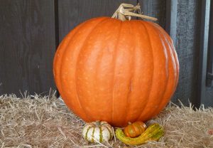 Pumpkin and small decorative squash on a bale of hay