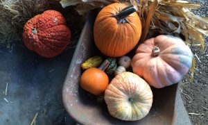Pumpkins and squash in a wheelbarrow