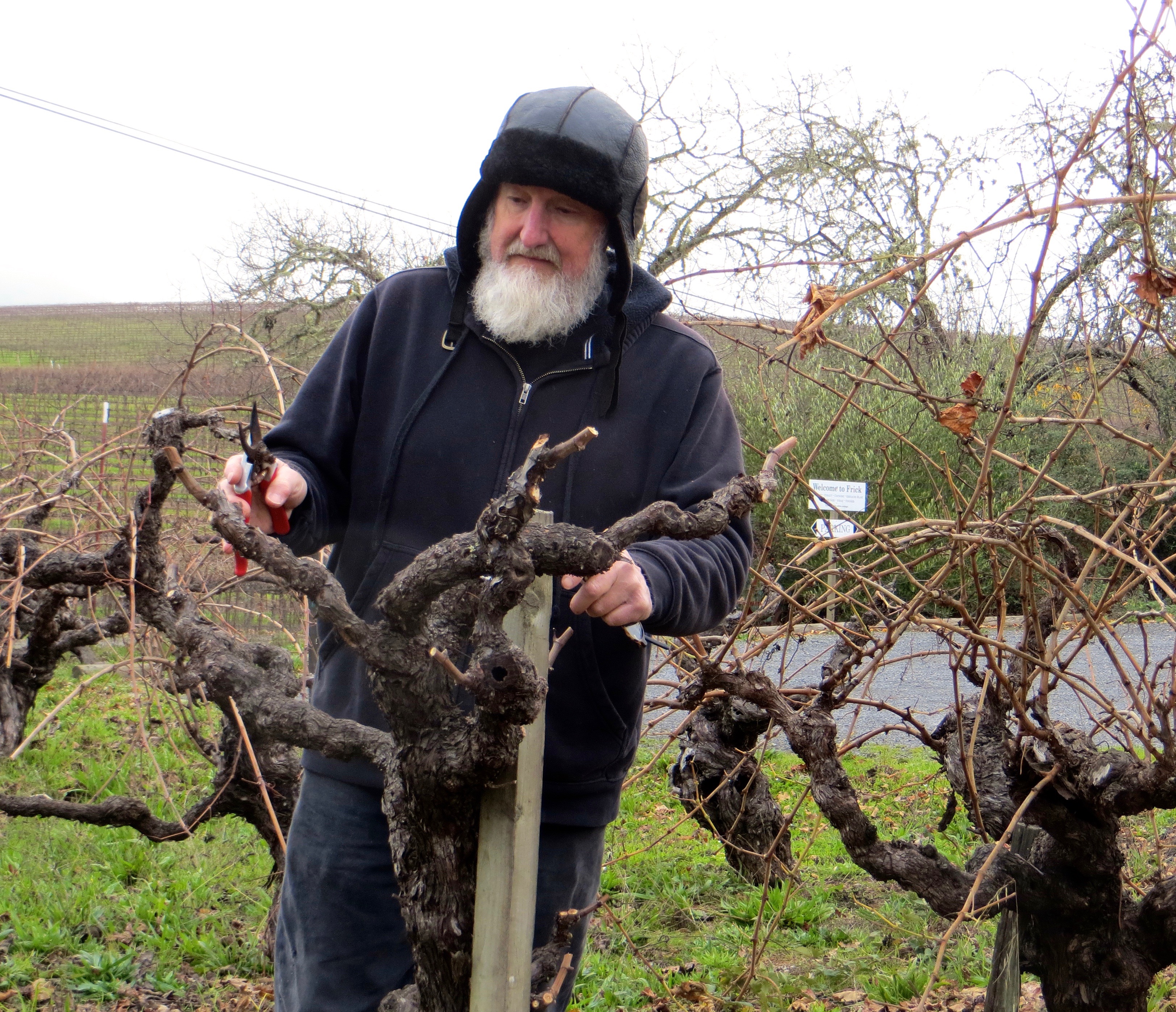 Bill Frick pruning in his vineyard
