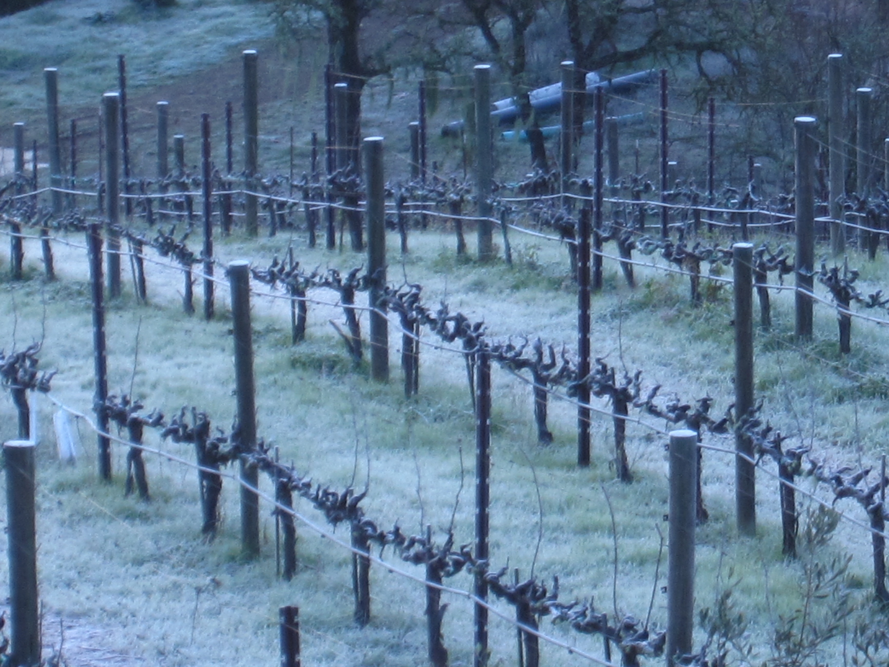 Frost covered vineyards