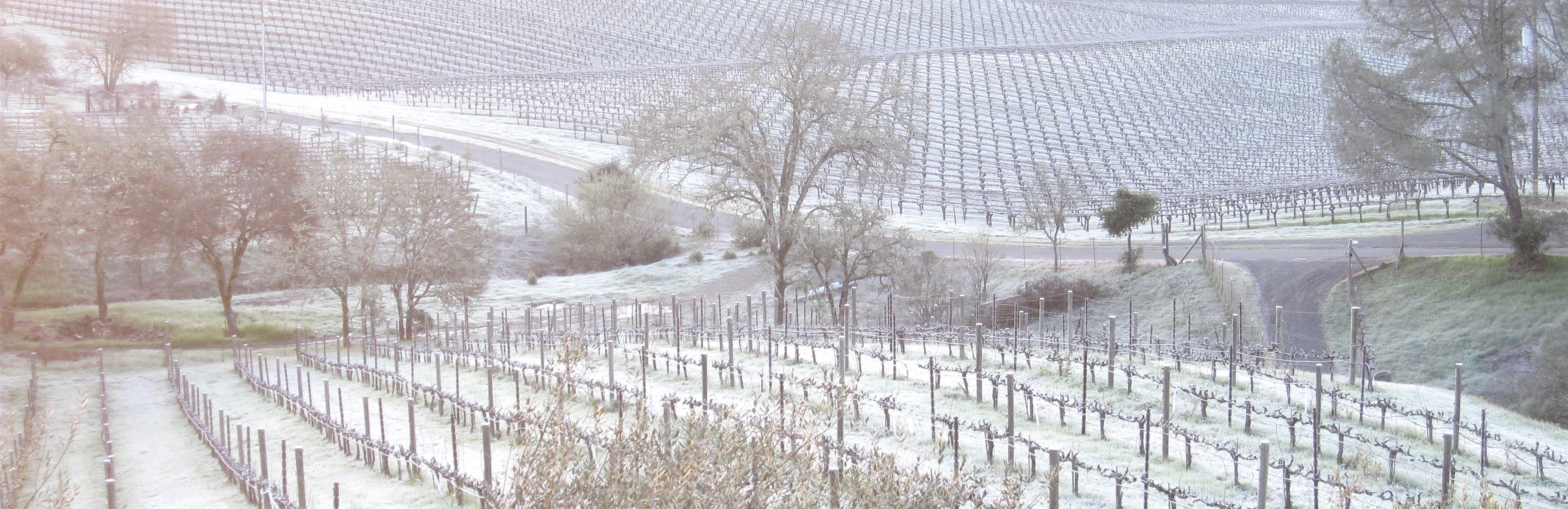Frost covered vineyards