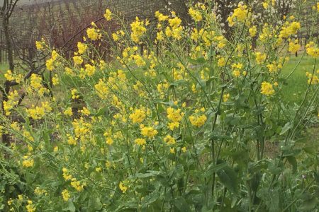 Mustard blossoms along the Wine Road
