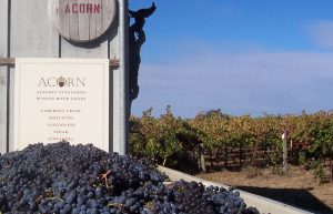Photo of the ACORN Winery sign in from of a bin of freshly picked grapes