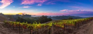 beautiful vineyard vista at sunset