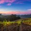 beautiful vineyard vista at sunset