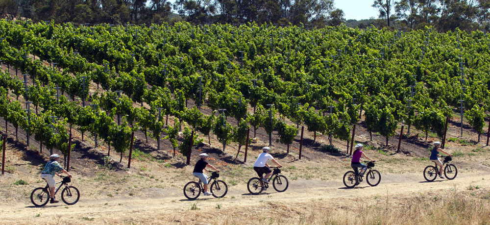Bike along vineyard lines back roads.