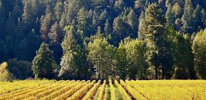 Vineyard with redwood trees behind
