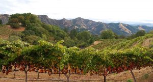 View of Rockpile vineyard