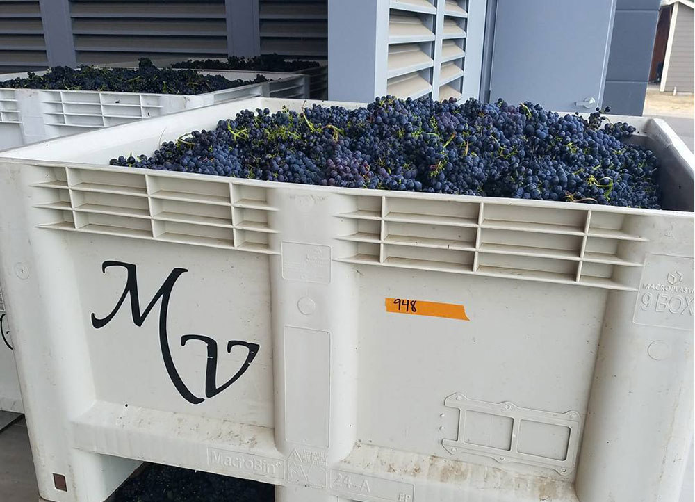 Grapes at Zialena waiting to be processed from the family's Mazzoni Vineyards.