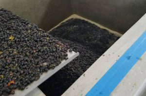 Grapes going into Zialena Winery's open tank fermenters