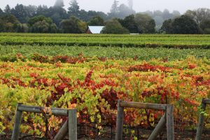 Fall vineyard image