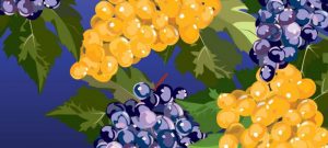 Painting of red and white grapes