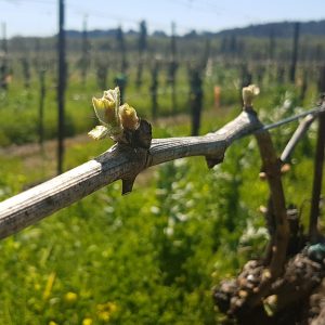 Budbreak on a grapevine in spring