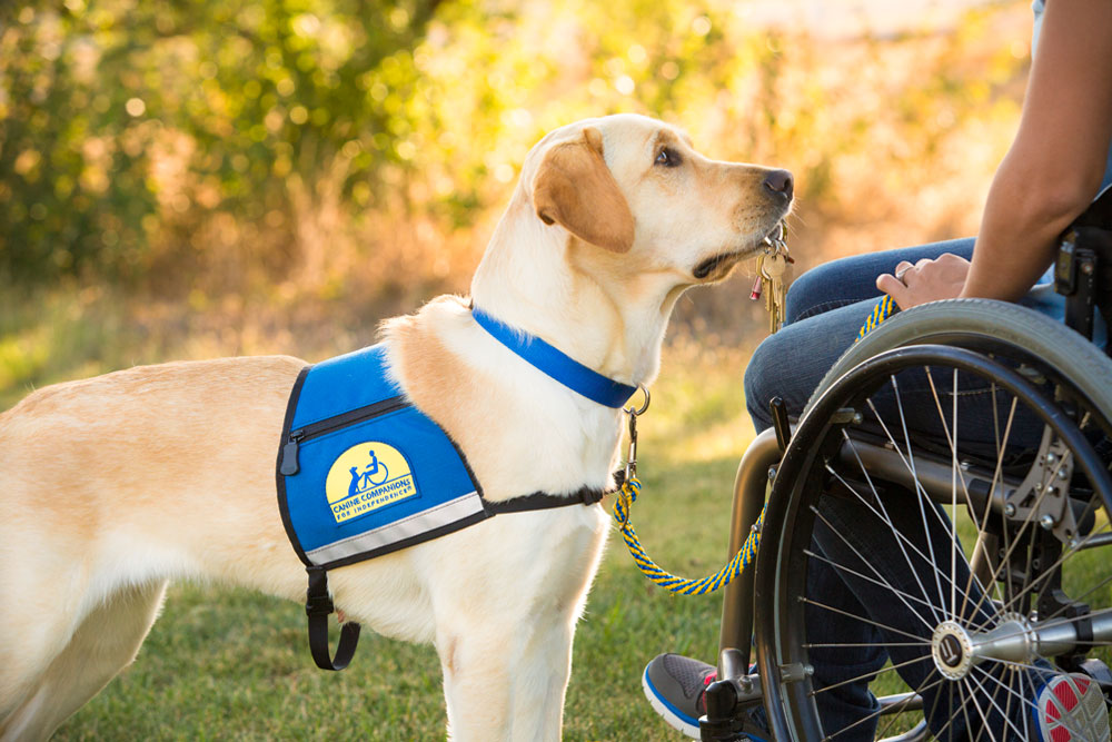 Canine Companion yellow lab holding keys for a person in a wheelchair.