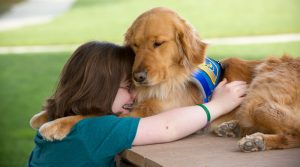 A young girl hugging a Canine Companion Golden Retriever wearing a working cap.