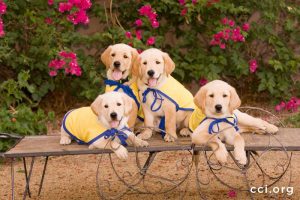 Four Canine Companion puppies in their working caps on a bench.