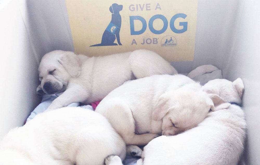 Canine Companion puppies sleeping in a box.