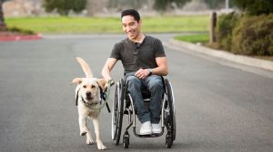 Canine Companion dog pulling a man in a wheelchair.