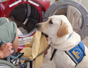 Canine Companion yellow lab in a working cap handing a towel from the clothes dried to someone in a wheelchair.