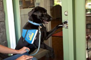Canine companion black lab in a working cap opening a door.