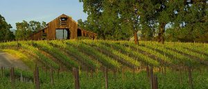 Classic old barn nestled in the vineyard.