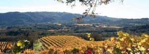 High elevation vineyard vista